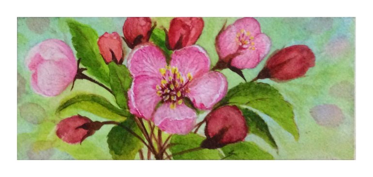 Crab apple blossoms -  water colour painting by SumathiALN