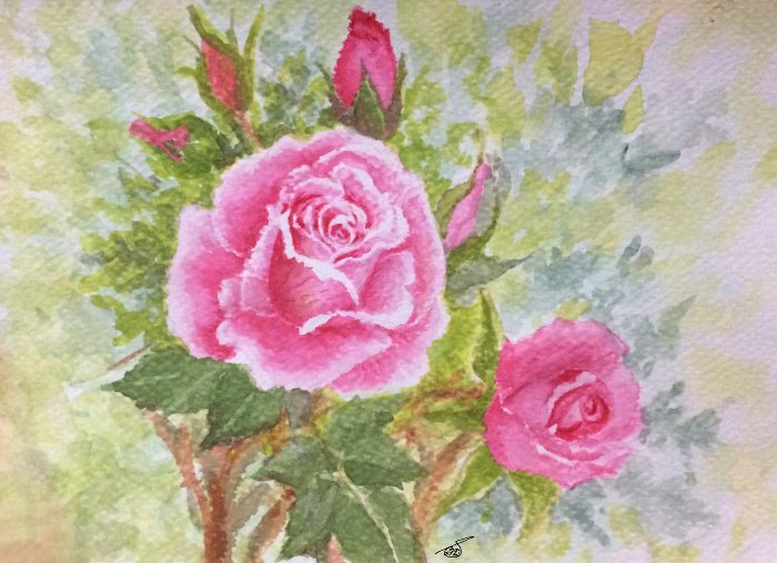 Rose water colour painting by SumathiALN